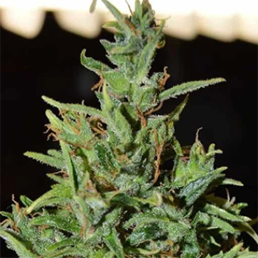 Categories Auto Neville Haze Ryder Feminised Silver