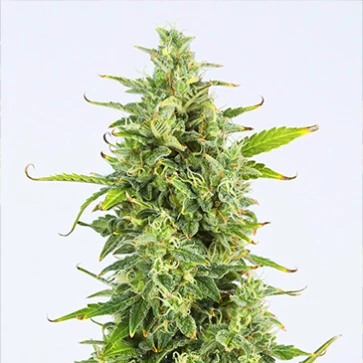 Auto OG Kush Feminised Hemp Seeds