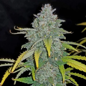 Auto Blue Dream Feminised Cannabis Seeds