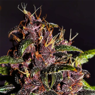 Auto Crystal Meth Feminised Hemp Seeds