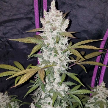Насіння конопель Auto Girl Scout Cookies Feminised
