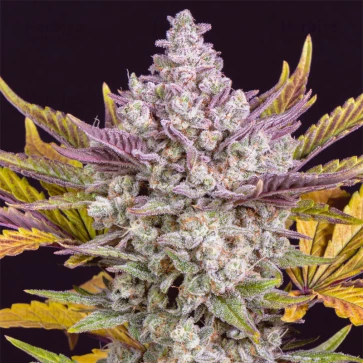 Насіння конопель Auto Gorilla Cookies Feminised