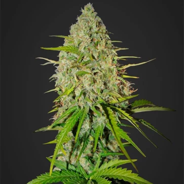 Семена конопли Auto Grapefruit Feminised