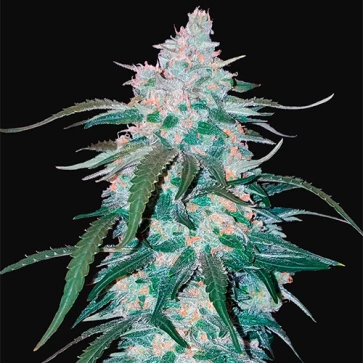 Семена конопли Auto Pineapple Express Feminised