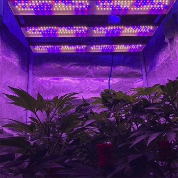 Насіння конопель Growled-Pro 300 Full Spectrum з wi-fi керуванням