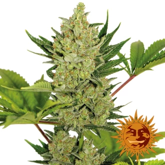 Семена конопли Auto Blue Cheese Feminised