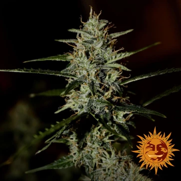 Насіння конопель Auto LSD Feminised