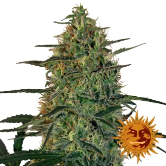 Auto Malana Bomb Feminised Hemp Seeds