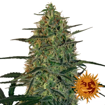 Auto Malana Bomb Feminised Hemp Seeds