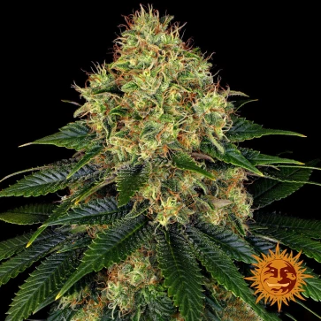 Семена конопли Auto Skywalker OG Feminised