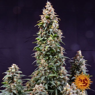 Семена конопли Auto Watermelon Zkittlez Feminised