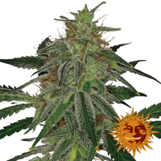 Auto Blue Mammoth Feminised Hemp Seeds