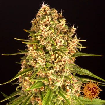 Насіння конопель Blueberry Cheese Feminised
