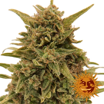Насіння конопель Blueberry OG Feminised