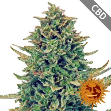 CBD Blue Shark Feminised Hemp Seeds