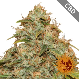 Насіння конопель Auto CBD Lemon Potion Feminised