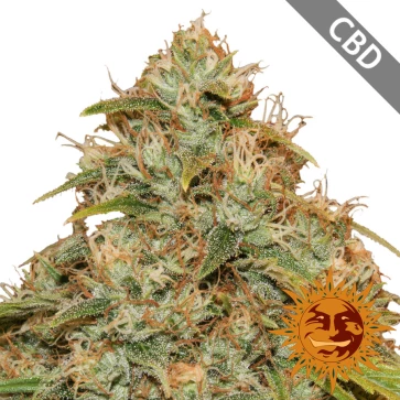 Auto CBD Lemon Potion Feminised Hemp Seeds