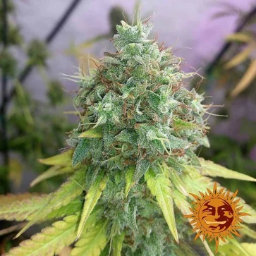 G13 Haze Feminised seeds
