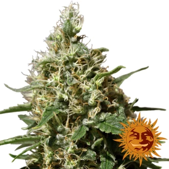 Peppermint Kush Feminised Hemp Seeds