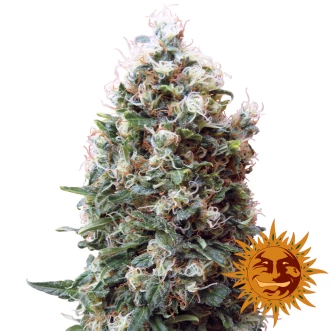 Семена конопли Phatt Fruity Feminised
