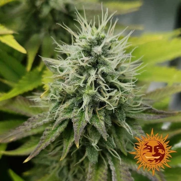 Насіння конопель Pineapple Chunk Feminised