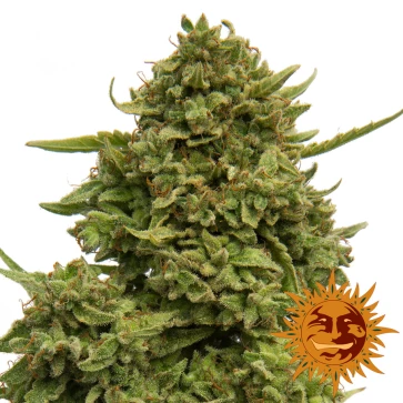 Семена конопли Pinneapple Chunk Feminised