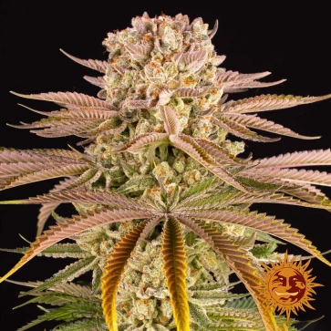 Семена конопли Pineapple Express Feminised