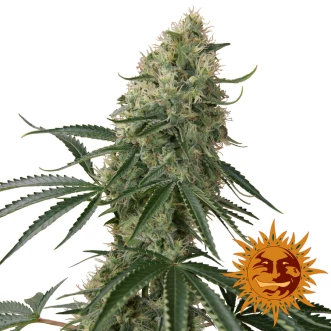 Auto Sin Tra Bajo Feminised Cannabis Seeds