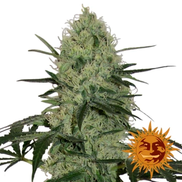 Насіння конопель Auto Tangerine Dream Feminised