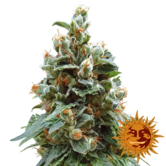Vanilla Kush Feminised Hemp Seeds