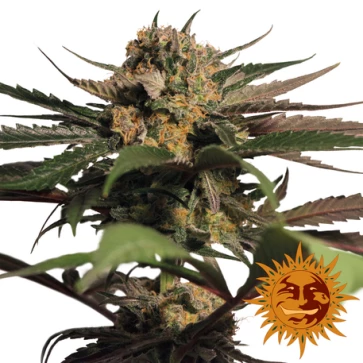 Насіння конопель Violator Kush Feminised