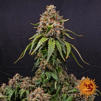 Семена конопли White Widow XXL Feminised