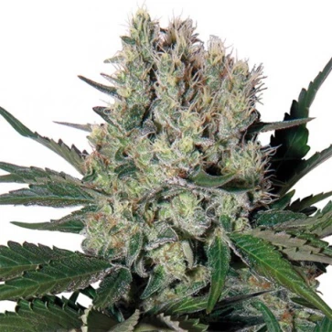 Auto Syrup Feminised Hemp Seeds