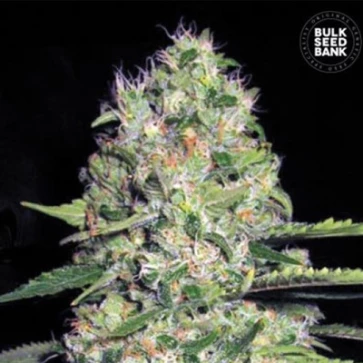 Cannabis seeds Auto Jack Hair Feminised