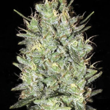 Cannabis seeds Amnesia Haze Feminised