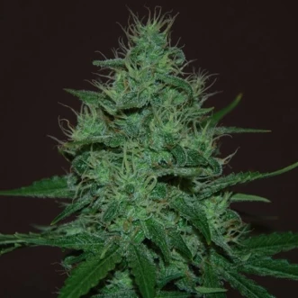 Cannabis seeds Auto Amnesia Haze Feminised