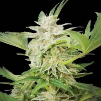 Cannabis seeds Auto Ak Feminised