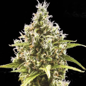 Cannabis seeds Auto Amnesia Platinum Feminised