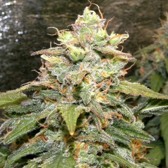 Семена конопли Auto Bigger Bud Feminised