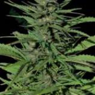 Семена конопли Auto Durban Poison Feminised