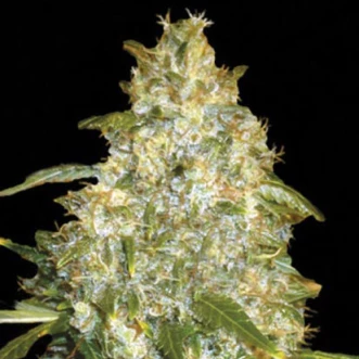 Семена конопли Auto Good Wild Shark Feminised