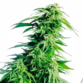 Семена конопли Auto Hindu Kush Feminised