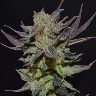Семена конопли Auto Lavender Best Feminised