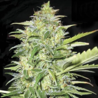 Семена конопли Auto Lime Skunk Feminised