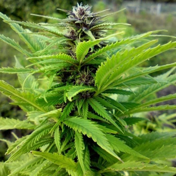 Cannabis seeds Auto Original Orange Bud Feminised