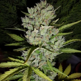 Семена конопли Auto Special Skunk Feminised
