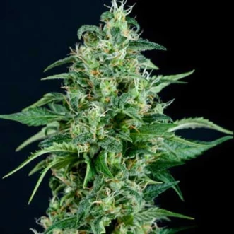 Семена конопли Auto Sweet Tooth Feminised