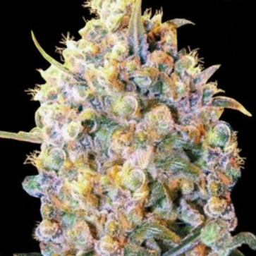 Семена конопли Bigger Bud Feminised