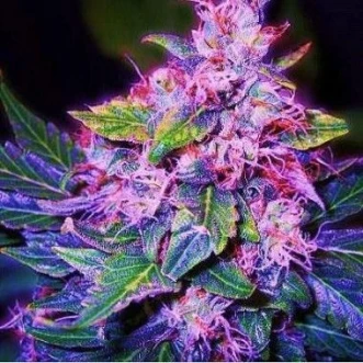Семена конопли Auto Blueberry Berry Feminised