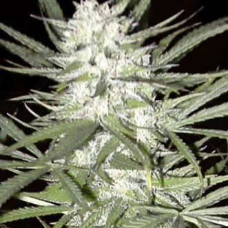 Семена конопли Early Top Skunk Feminised